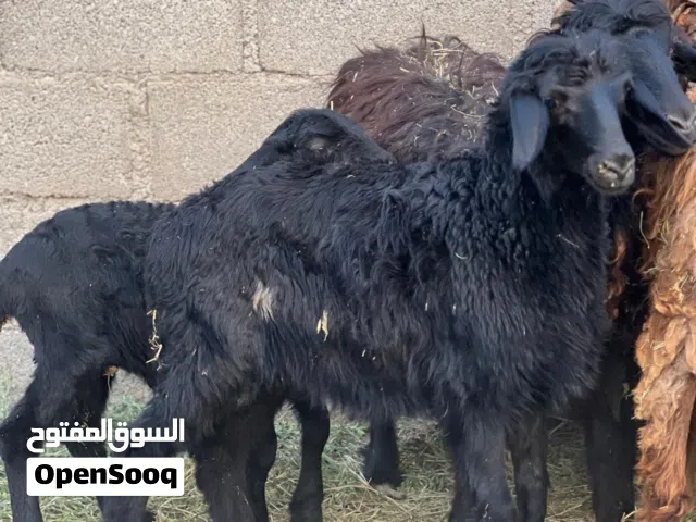 للبيع حمله تهجين نجدي الوصف مهم