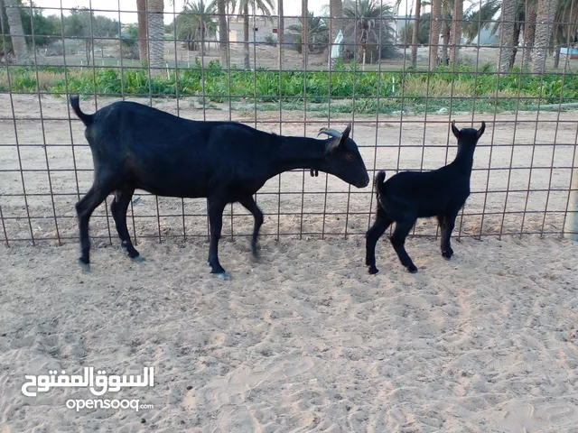 للبيع الماعز والأغنام