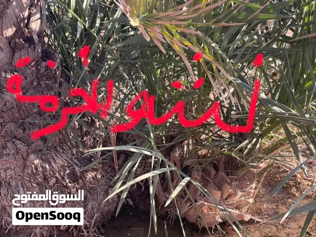 للبيع فسيلة نخلة نشو الخرما Nasho Al Kharmah Palm Offshoot for Sale
