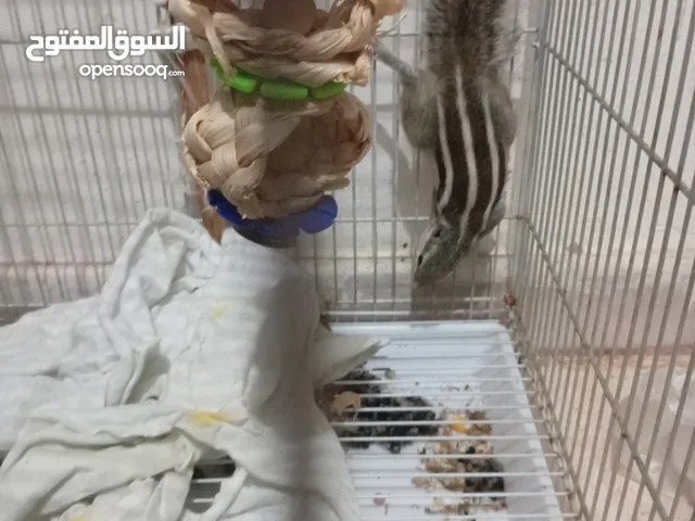 سنجاب بري دكر مع القفص Wild male squirrel with cage