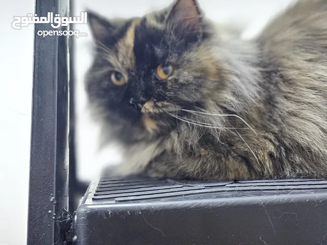 شيرازي للبيع السعر 10
