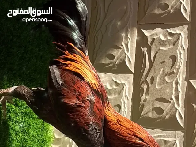 للبيع فايز مره في الميدان تايلندي برمي كراس