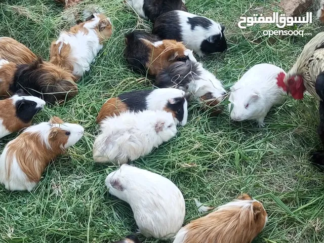 قندي هامستر 20 كوبية