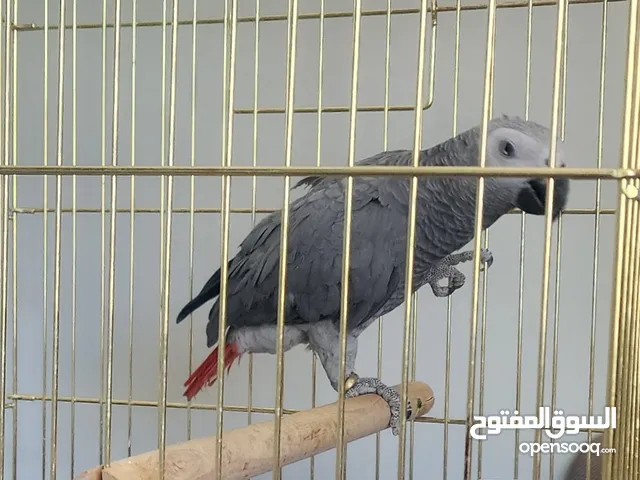 فرخ ببغاء كاسكو للبيع