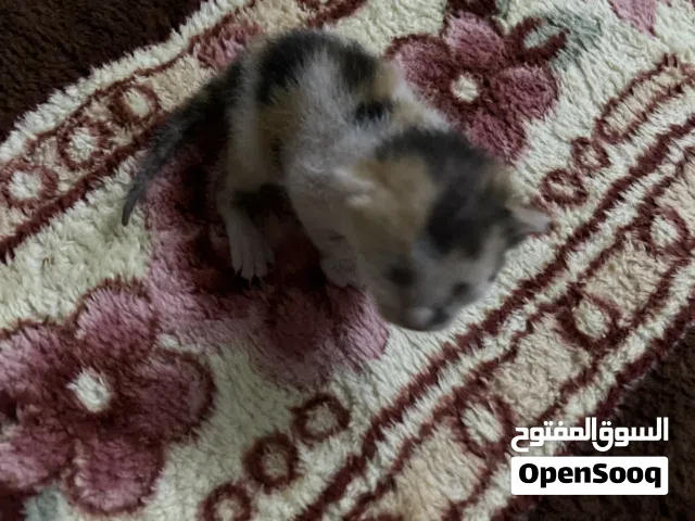 كتين للتبرع