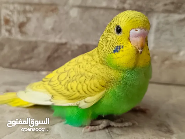 طيور حب نوعيه ممتازه