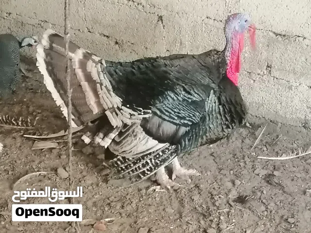 بيع ديك رومي