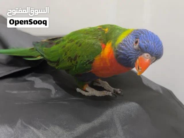 للبيع لوري صحة ممتازة جناح كامل لعوب بشكل مو طبيعي طير جميل