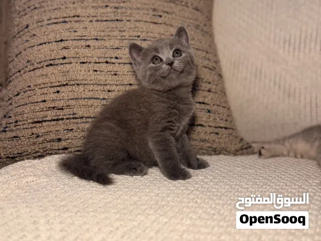 قطه انثى سكوتش ستريت شورت هير