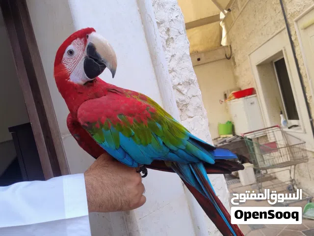 Green Wing Macaw