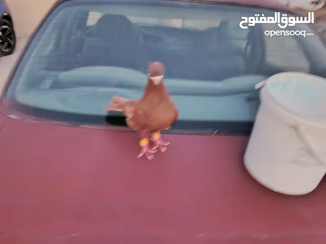حمام للبيع بسعر حرق