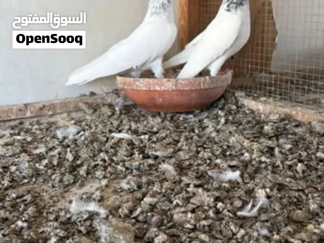 حمام باكستاني