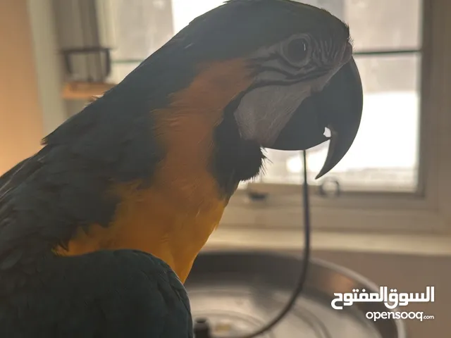 بغبغاء مكاو بلو اند قولد ذكر Blue and Gold Macaw male one year and two months old