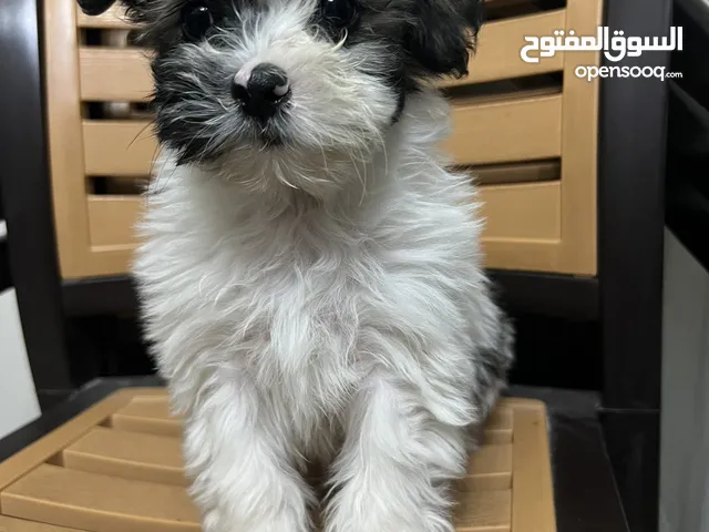 كلب فرنسي ذكر (فرنش تيرير للبيع عمر شهرين ونص)