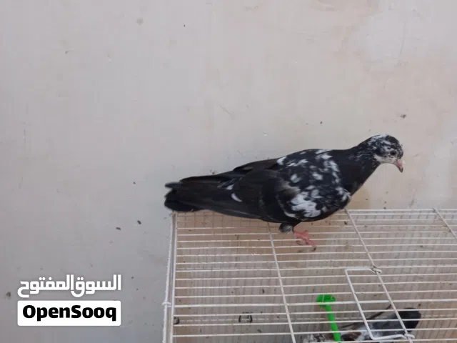حمام تي دي 4 تكوك للبيع ...مخاليف