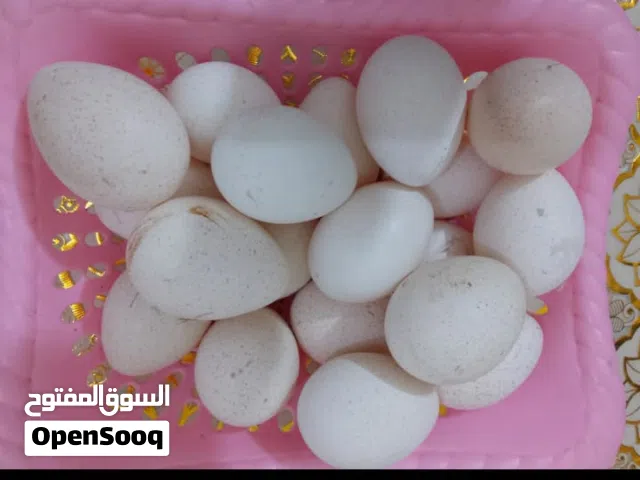بيض فسيفس ملقح للبيع مع كتاكيت فسيفس للبيع