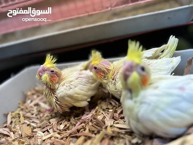 تلث افراخ كوكتيل اصفر عين حمره انتاجي شرط ابصحه والنضافه والطيور مفوله والصحه تخبل -----------------