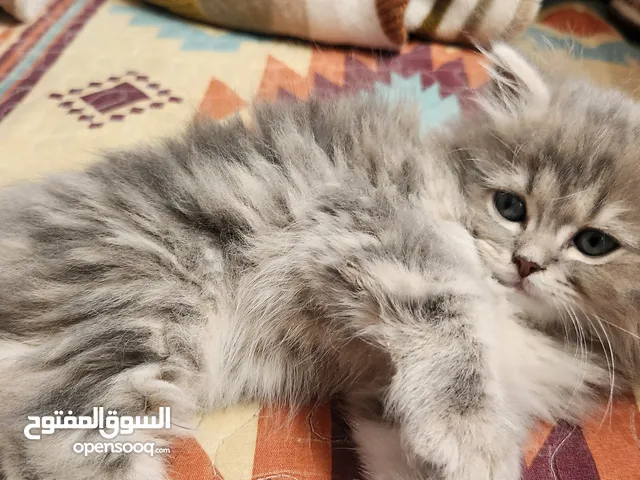قط شيرازي بيور اسم فضة العمر شهر ونص