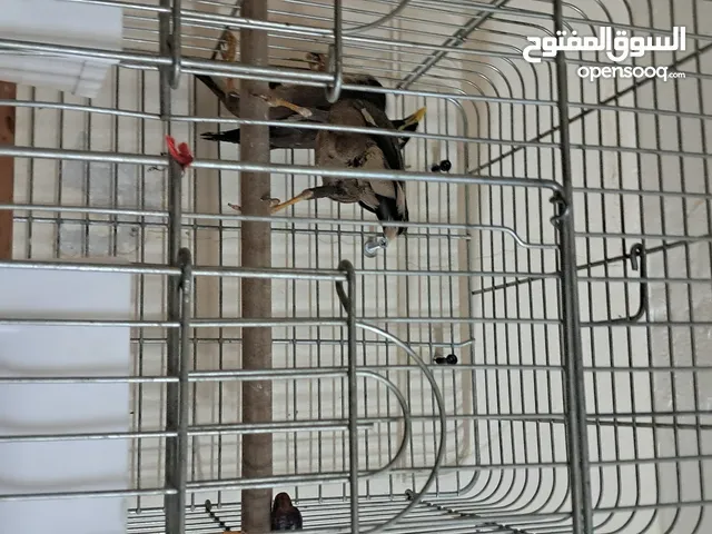 جوز مينا شغال بدون قفص