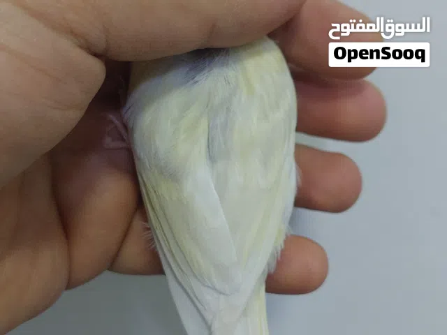 ذكر ساتنيت عيون حمر عمر اربع شهور المكان عجمان سعر 200 درهم مع قفص صغير