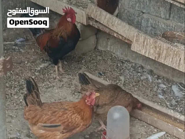 دجاج للبيع 6دجاجات وديج