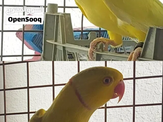 متوه ببغاء اصغر خالص ذكر جاهز