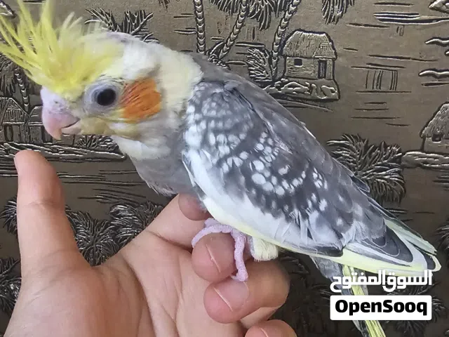 طائر كوكتيل