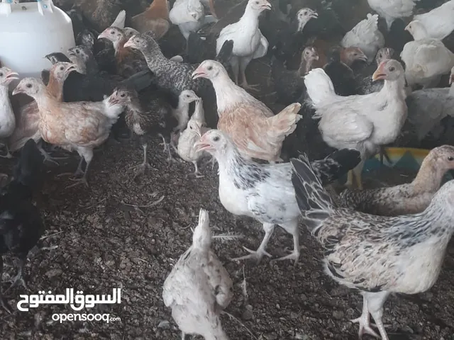 Omani fresh chicken available in Mubaila only 1 rials