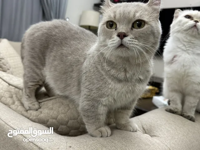 قطط ذكور للتزاوج ((Male cats for mating ))ومتوفر قطط كتن