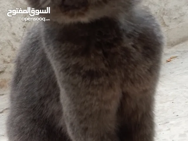 اسكتش فولد
