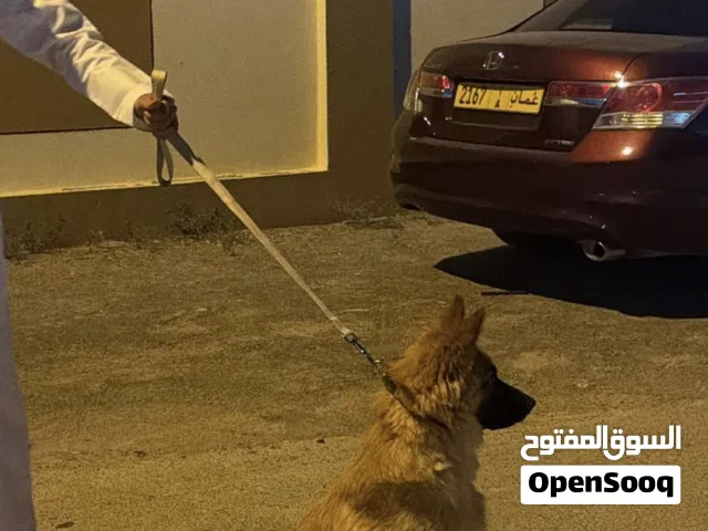 جيرمن للبيع ذكر قابل