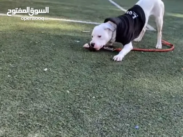 Dogo arganteno دوجو ارجنتينو للبيع