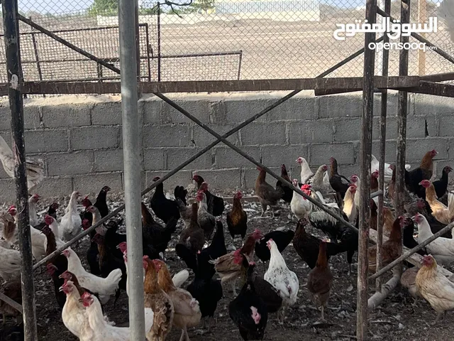 دجاج وبيض عماني