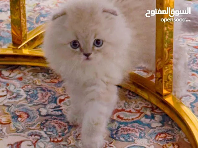 قط ذكر همالايا اسكوتش