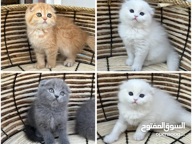 سكوتش فولد اكثر من لون ( شاهد الوصف ) (الي مهتم يرن )