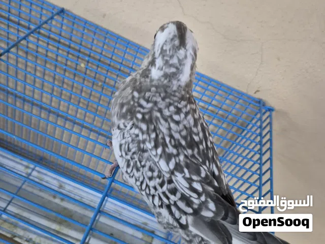 كروان اليف جدا