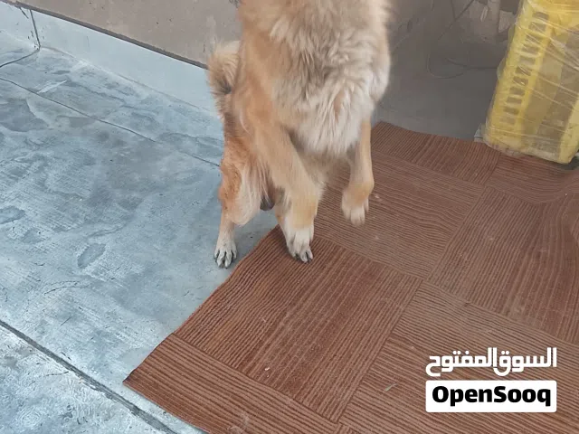 جرمن اليف عمر سنه