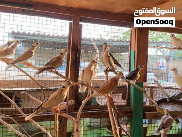 حمام بري او حقم شوف الوصف