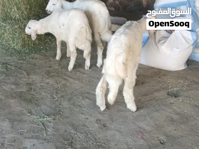 بهم للبيع العدد 3