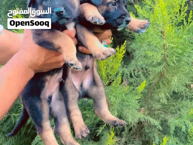 جراوي مالينو مغنجات استراد تونس