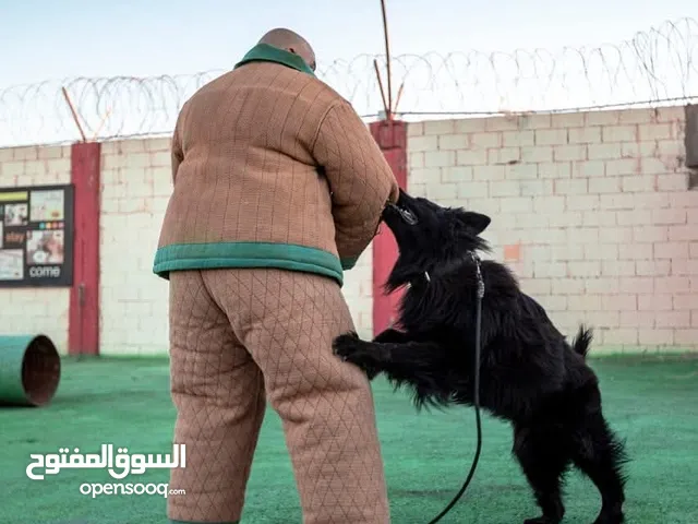 تـــدريب كــلاب حراسه وطاعه بت زون سنتر