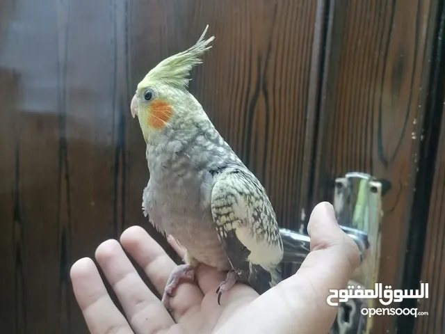 ذكور كوكتيل ايزابيل اليفه
