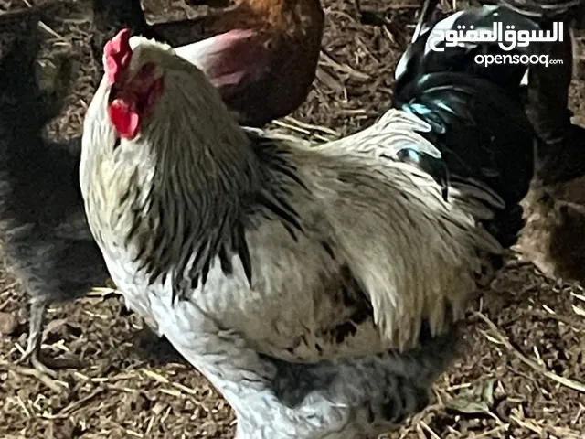 دجاج البراهما