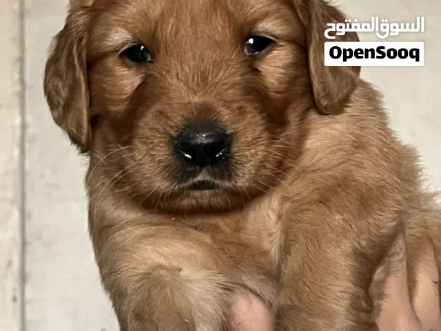 Golden retriever puppy