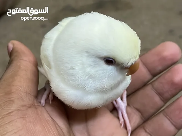 روز للبيع اليف طير حر