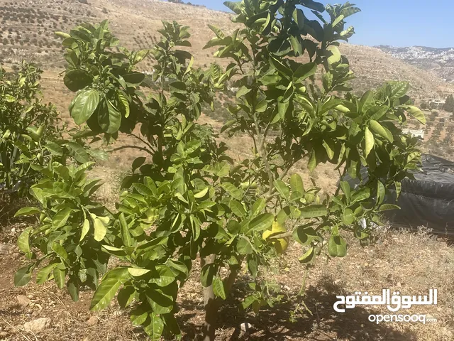 4 شجرات بوملي