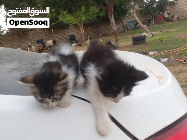زوز اكتطيس نوعيه فرسيات