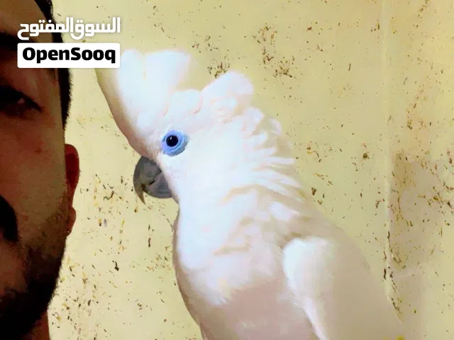 ببغاء كوكاتو جوفن ثوب كامل وبلخبط حكي لعوب جدآ