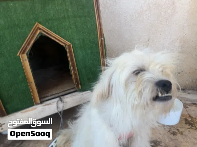كلب مالتيز للبيع