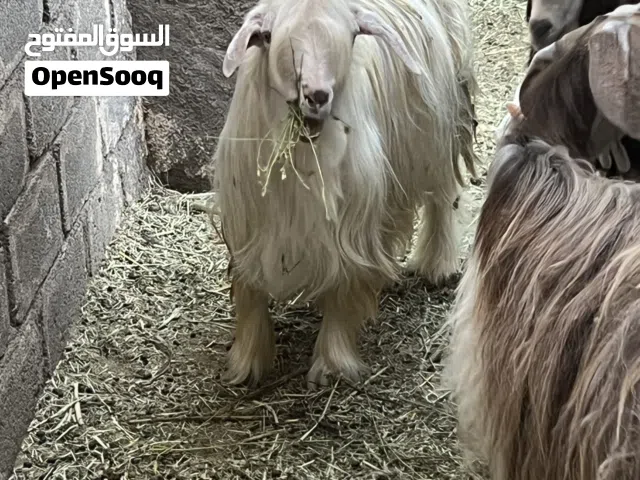 تيس من نوادر حلال الرحبي اصل جم ما شاء الله